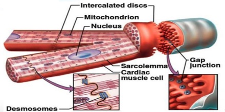 Cardiac-Muscle-0