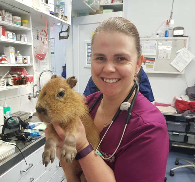 20 powerful insights about what on earth a vet nurse does in Australia?